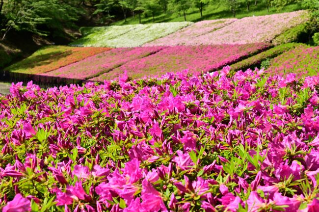 あつぎつつじの丘公園のツツジの写真