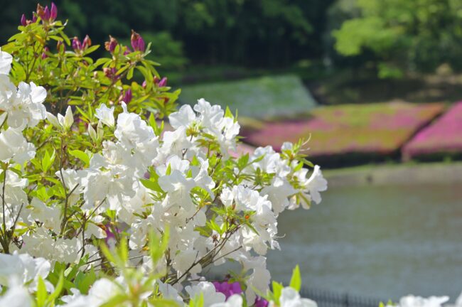 あつぎつつじの丘公園のツツジの写真