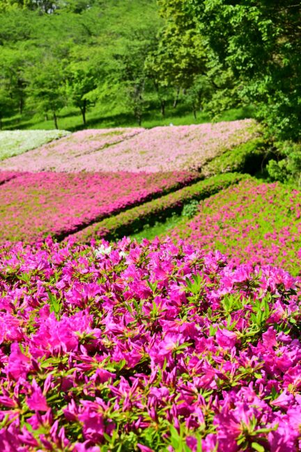 あつぎつつじの丘公園のツツジの写真