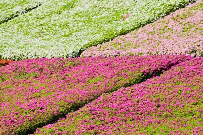 あつぎつつじの丘公園のツツジの写真