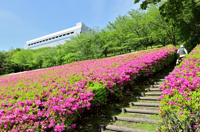 あつぎつつじの丘公園のツツジの写真