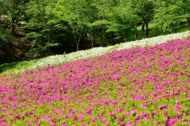 あつぎつつじの丘公園のツツジの写真