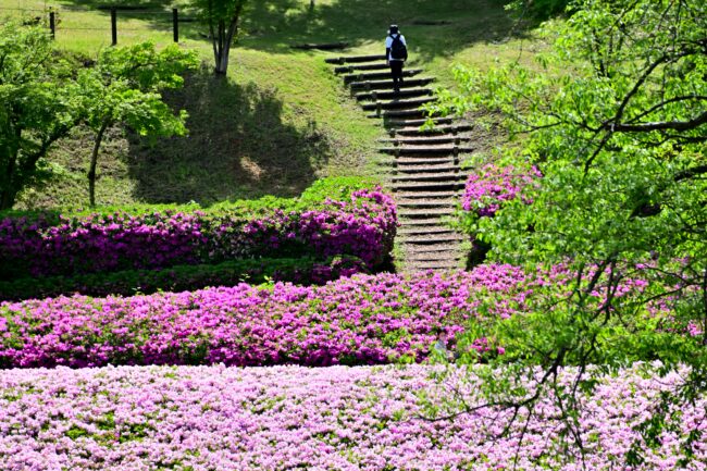 あつぎつつじの丘公園のツツジの写真