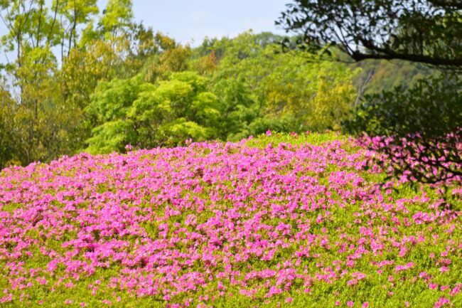 あつぎつつじの丘公園のツツジの写真