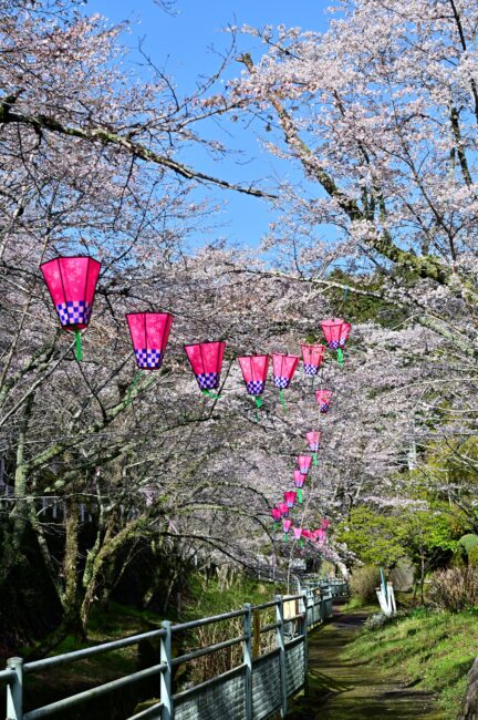飯山・大門通りのサクラの写真