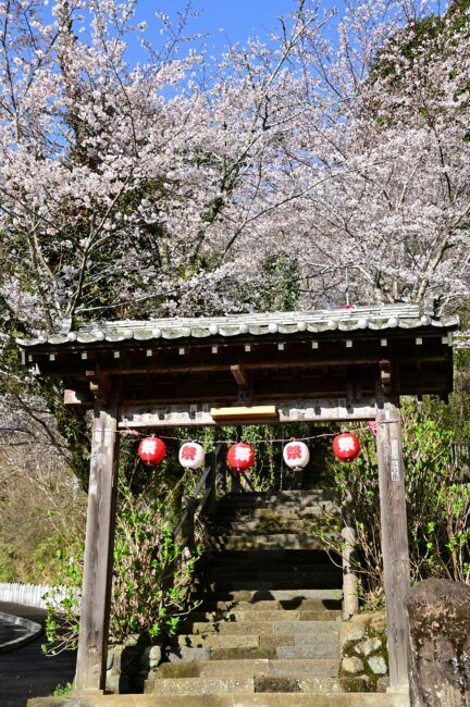 飯山観音長谷寺のサクラの写真