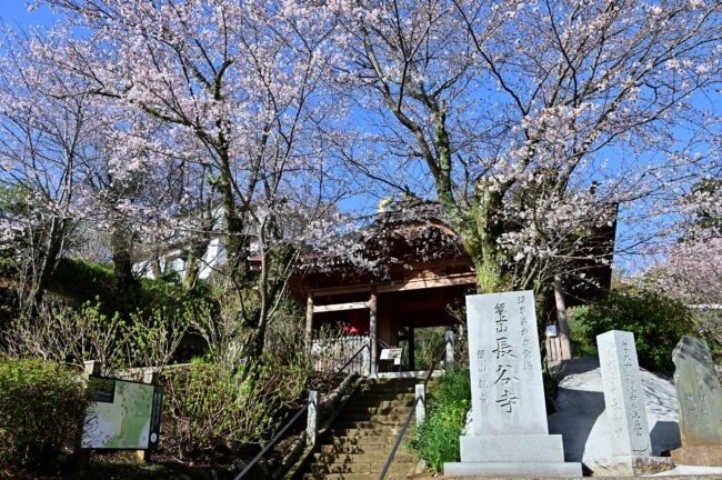 飯山観音長谷寺のサクラの写真
