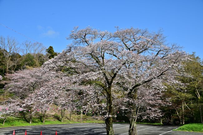 飯山白山森林公園桜の広場のサクラの写真