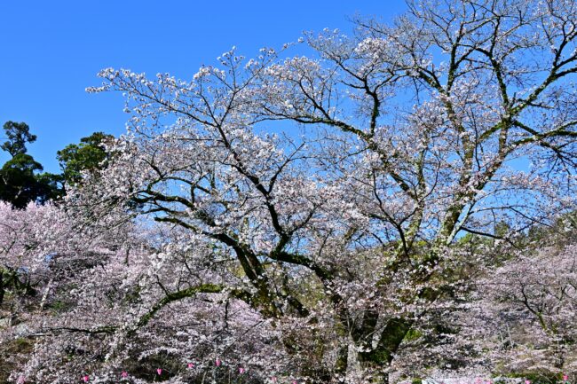 飯山白山森林公園桜の広場のサクラの写真