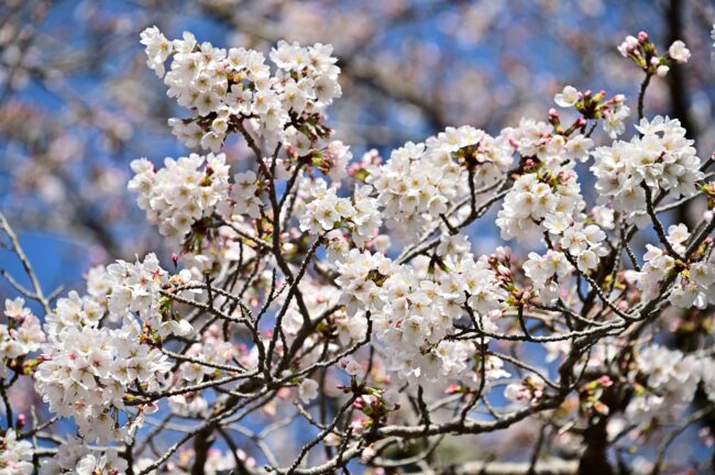 飯山白山森林公園桜の広場のサクラの写真