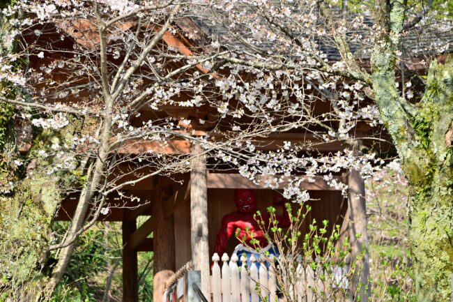 飯山観音長谷寺のサクラの写真