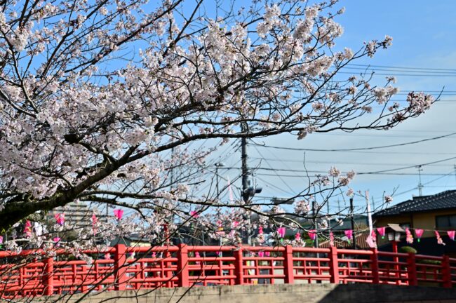 庫裡橋周辺のサクラの写真