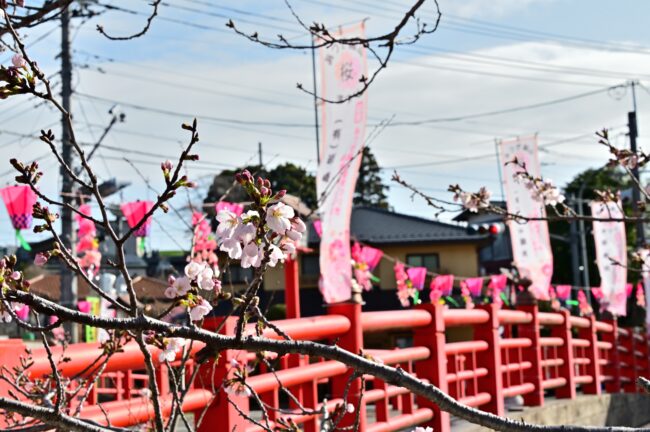 庫裡橋周辺のサクラの写真