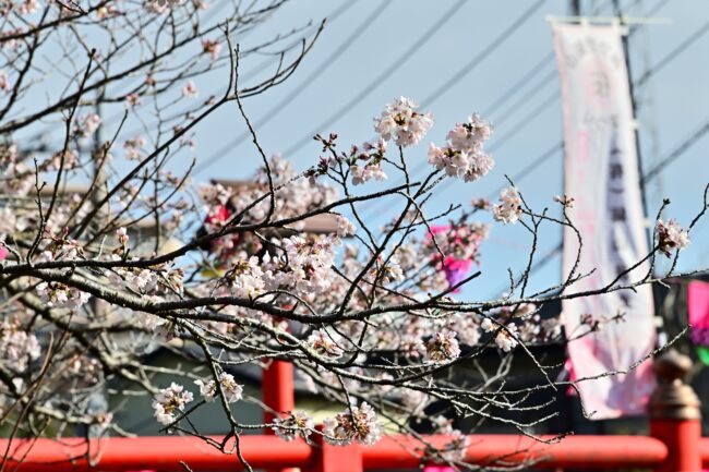 庫裡橋周辺のサクラの写真