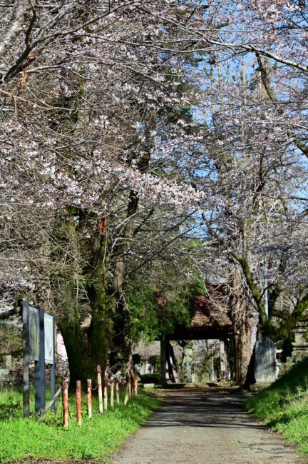 金剛寺のサクラの写真