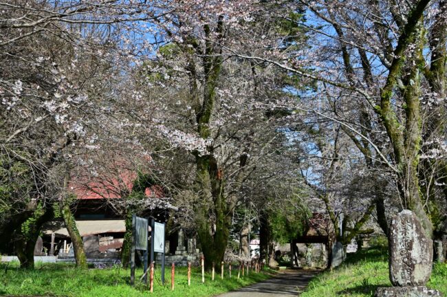 金剛寺のサクラの写真