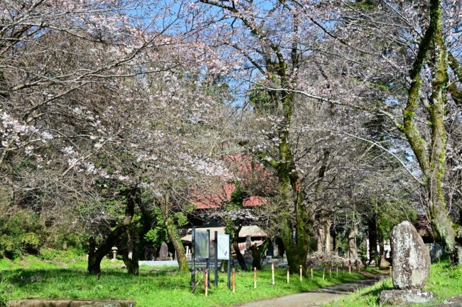 金剛寺のサクラの写真