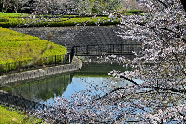 あつぎつつじの丘公園のサクラの写真