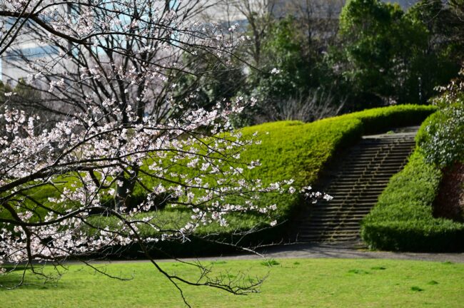 あつぎつつじの丘公園のサクラの写真