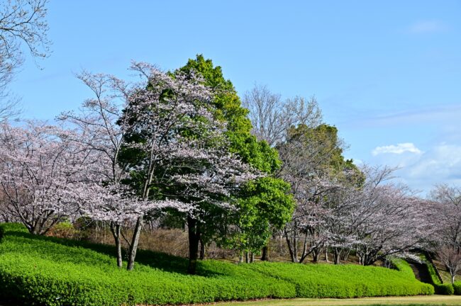 あつぎつつじの丘公園のサクラの写真