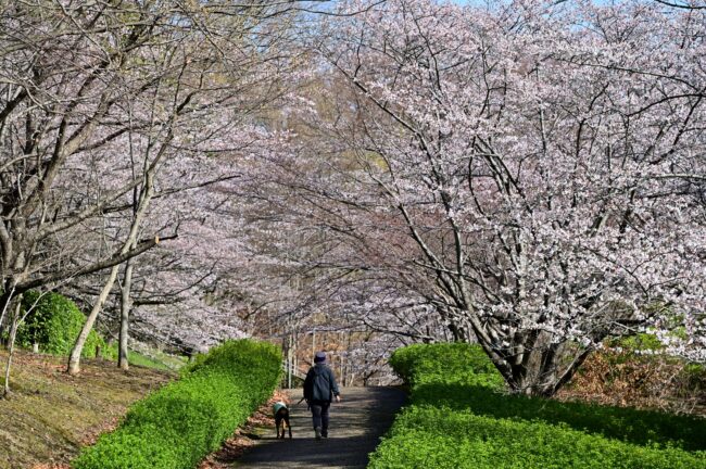 あつぎつつじの丘公園のサクラの写真