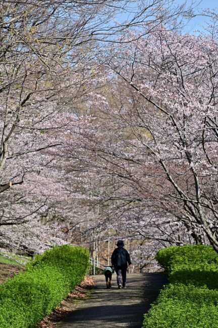 あつぎつつじの丘公園のサクラの写真