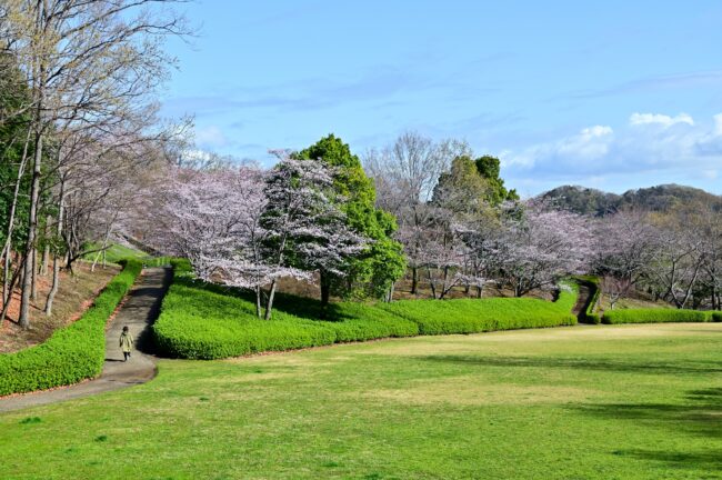 あつぎつつじの丘公園のサクラの写真