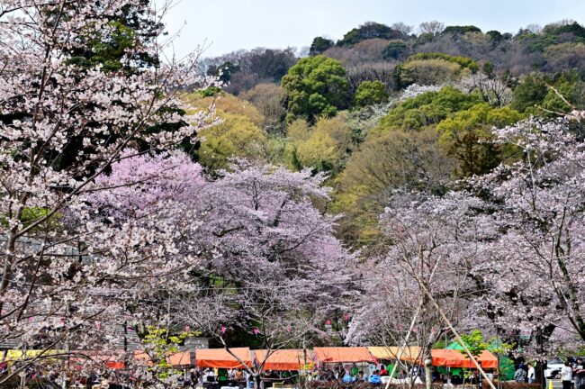あつぎ飯山桜まつりの写真