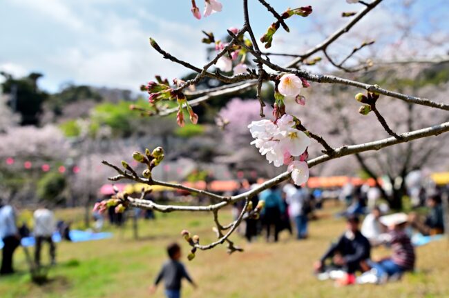 あつぎ飯山桜まつりの写真