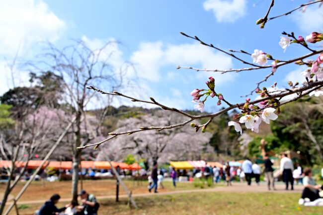 あつぎ飯山桜まつりの写真