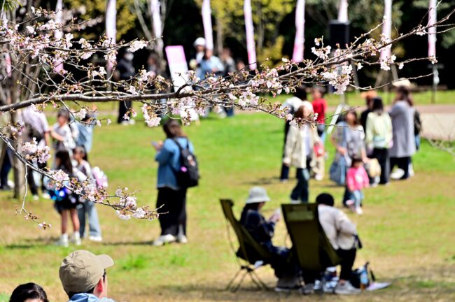 あつぎ飯山桜まつりの写真