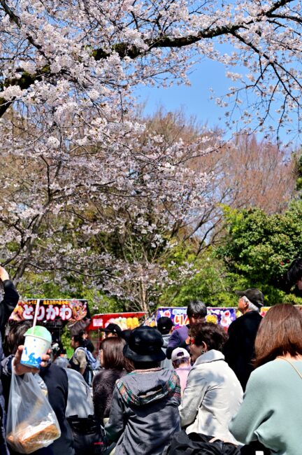 あつぎ飯山桜まつりの写真