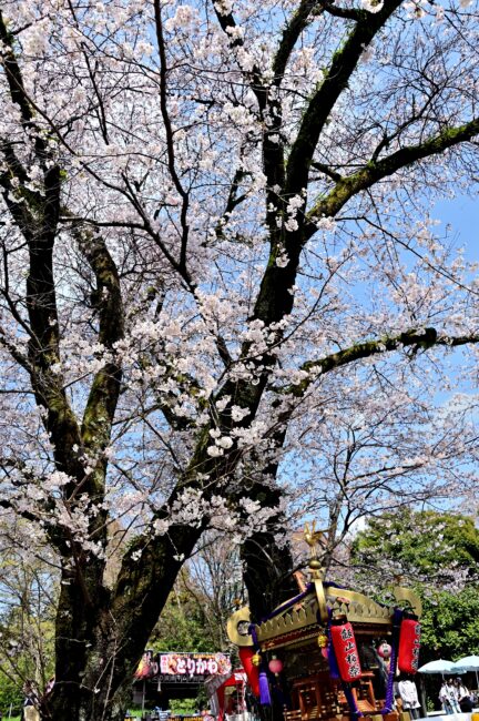あつぎ飯山桜まつりの写真