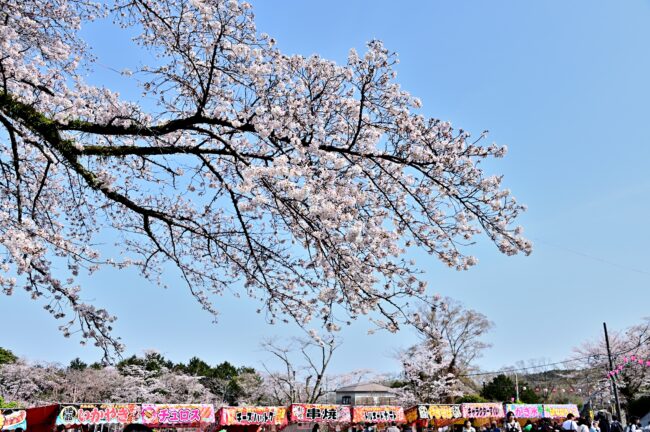 あつぎ飯山桜まつりの写真