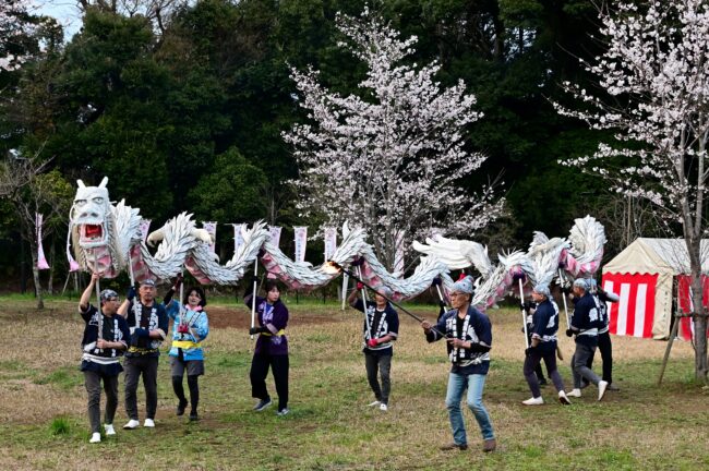 あつぎ飯山桜まつりの白龍の舞の写真
