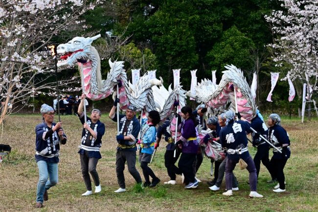 あつぎ飯山桜まつりの白龍の舞の写真