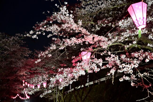 あつぎ飯山桜まつりのライトアップの写真