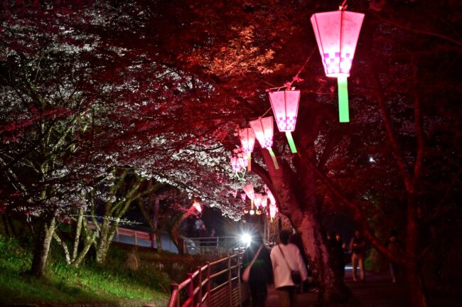 あつぎ飯山桜まつりのライトアップの写真