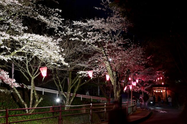 あつぎ飯山桜まつりのライトアップの写真