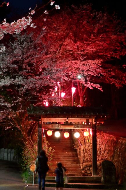 あつぎ飯山桜まつりのライトアップの写真
