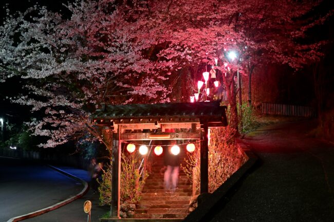 あつぎ飯山桜まつりのライトアップの写真