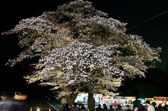 あつぎ飯山桜まつりのライトアップの写真