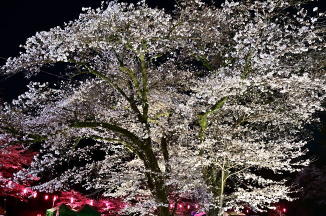 あつぎ飯山桜まつりのライトアップの写真