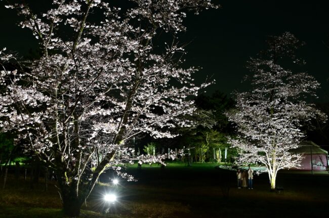あつぎ飯山桜まつりのライトアップの写真