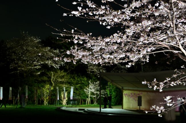 あつぎ飯山桜まつりのライトアップの写真