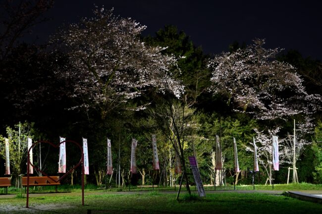 あつぎ飯山桜まつりのライトアップの写真