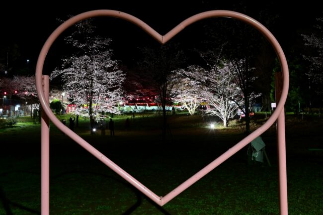 あつぎ飯山桜まつりのライトアップの写真