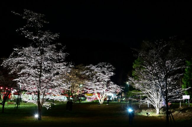 あつぎ飯山桜まつりのライトアップの写真