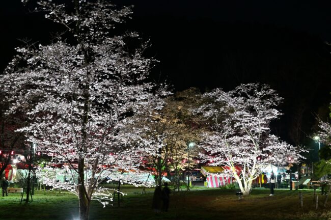 あつぎ飯山桜まつりのライトアップの写真