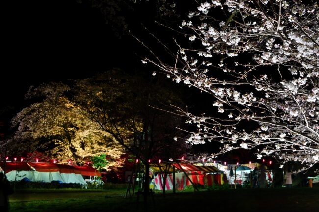 あつぎ飯山桜まつりのライトアップの写真